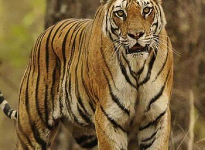 Short Escape to Kabini Tour