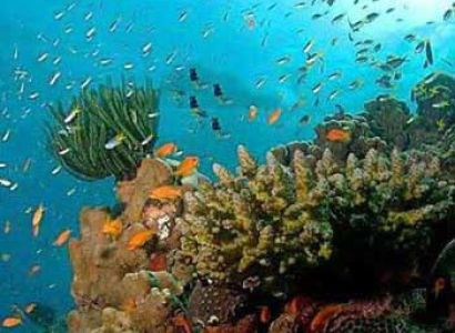 Andaman Coral Island And North Bay Tour