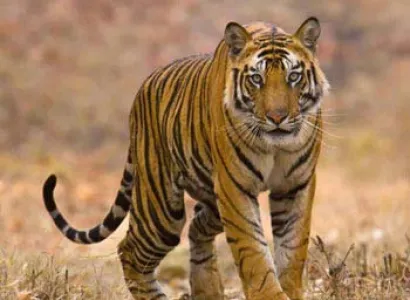 Bandipur and Ooty Tour