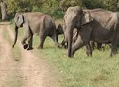 Nainital and Corbett National Park Tour Packages