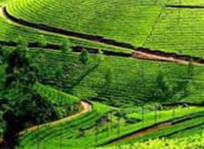 Mysore Ooty Coonoor Trip 2N/3D Tour