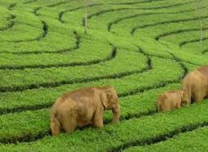 Mysore Kodaikanal Munnar Tour By Innova 7+1