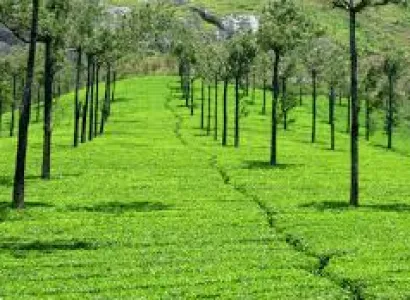 Mysore Munnar Thekkady Alleppey Tour by innova 7+1