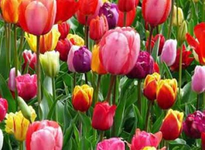 Tulip Festival 6 Nights 7 Days Package