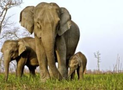 Assam Meghalaya Manipur Tour