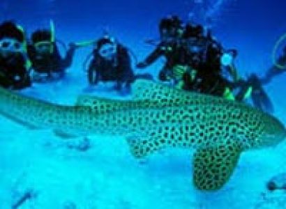 Amazing Andaman Packages