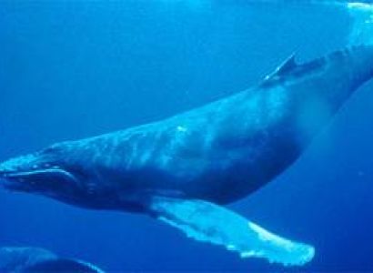 3 Nights 4 Days Honeymoon Trip with 2 Days Havelock and 2 Days Port Blair Including Chidiatapu Tour