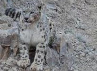 In Quest of the Snow Leopard Package