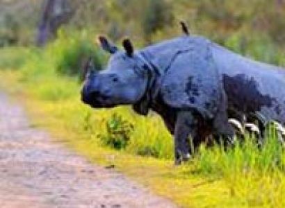 India's Wildlife - A Photography Tour