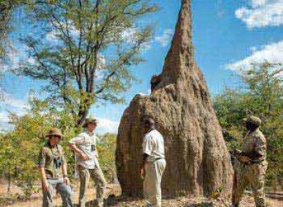 Real Bush Camp Safari Experience Tour