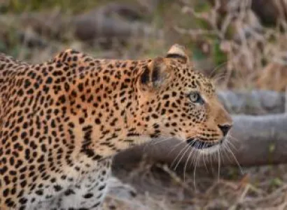 4 Days South Luangwa National Park – Luxury Package