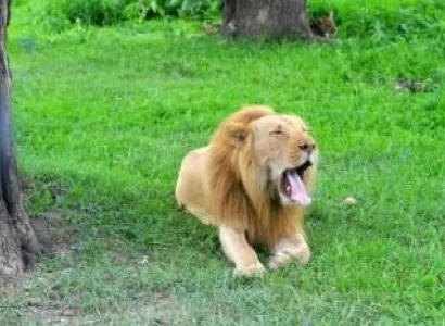 7 Days – Exciting Affordable Zambia Safari Tour