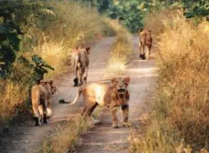 Gujarat – Saputara Tour