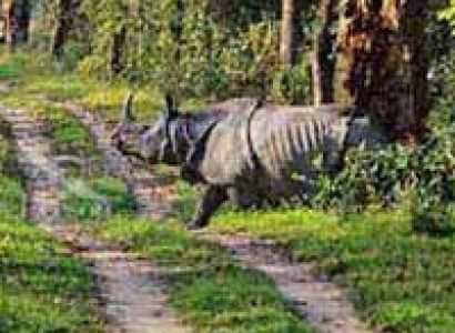 Kaziranga Shillong Guwahati Tour