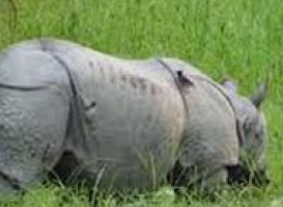 Kaziranga Wildlife Tour