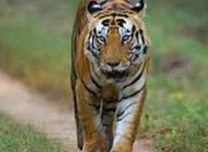 Kanha - Raipur Tour Package