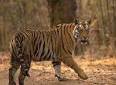 India Tiger & Tribal Tour