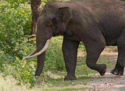 Bandipur and Ooty Tour