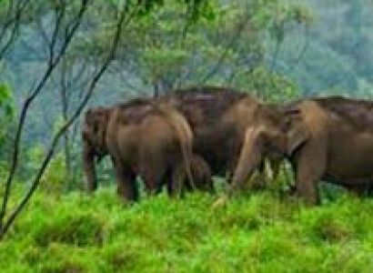A Journey to Kerala Wilderness 6 Days / 5 Nights