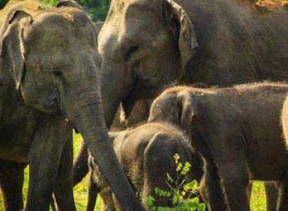 Two Day Yala National Park Tour