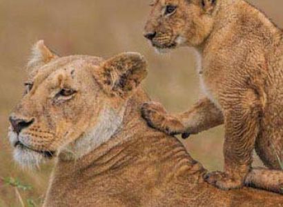 Masai Mara Overnight Safari 2-Day Tour