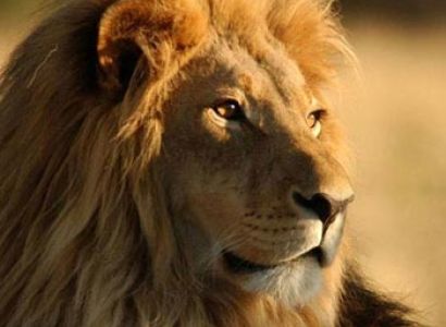 Masai Mara Private Safari Tour – 3 Days
