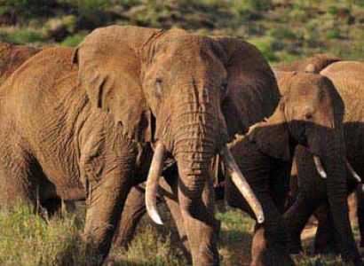 Amboseli & Mount Kilimanjaro View Safari - 3 Days Tour