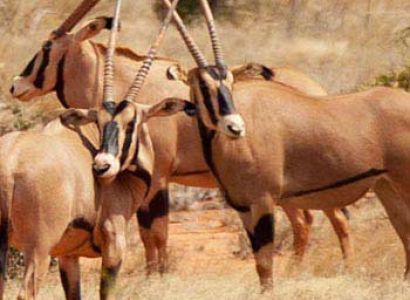 Samburu Safari - 3 Days Package