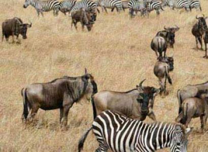 Great Masai Mara Safari In 4 Days Tour