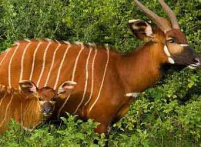 Aberdares - Lake Nakuru & Masai Mara Tour - 5 Days