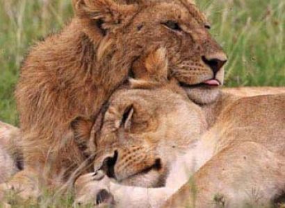 Amboseli - Lake Naivasha & Masai Mara Safari - 5 Days Tour