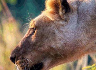 Amboseli - Lakes Naivasha & Nakuru - Masai Mara - 6 Days Tour