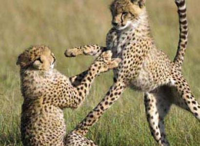 Amboseli National Park - Lake Naivasha & Masai Mara In 6 Days Tour