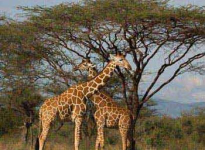 Samburu, Aberdares, Lakes Nakuru, Naivasha, Masai Mara - 7 Days Kenya Safari Tour