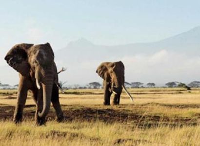 Amboseli, Lake Naivasha, Lake Nakuru, Masai Mara - 8 Days Discover Kenya Safari Tour