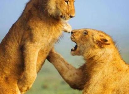 Masai Mara - Lake Nakuru - Lake Naivasha - Amboseli - Tsavo West - Tsavo East - 9 Day Tour