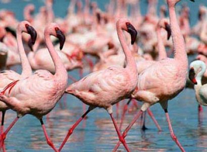 12Days - Samburu - Olpejeta Game Sanctuary - Aberdare - Lake Nakuru - Masai Mara - Lake Nai Tour