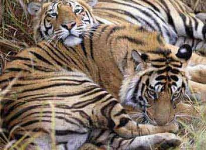 Short Escape to Bandhavgarh Tour