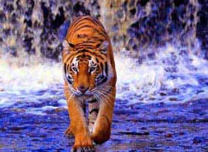 Sunderban Wilderness Tour