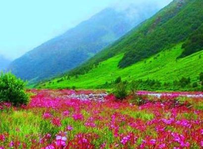 4 Nights - Valley of Flowers Ladakh Tour