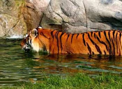 Kaziranga with Meghalaya Tour