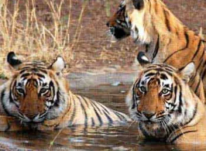 Golden Triangle Tour For 5 Days With Ranthambor