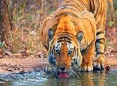 Short Escape to Pench Tour