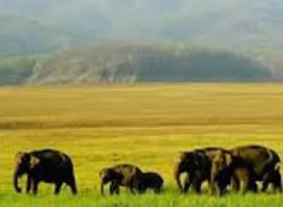 Nainital Dhikala Tour