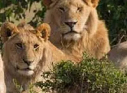 Short Escape to Gir Tour