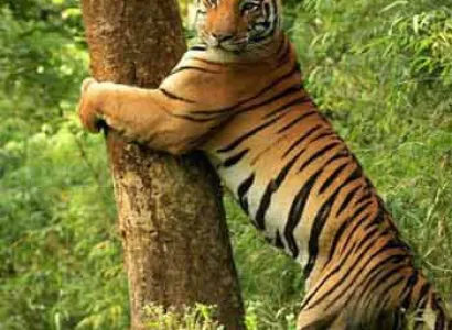 Short Escape to Pench Tour