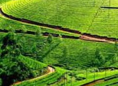 Cochin - Munnar - Cochin Tour 3 Days