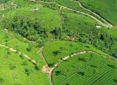 Cochin - Munnar - Thekkady - Cochin Tour