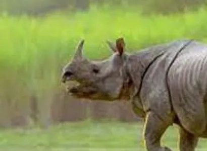 Kaziranga Wildlife Tour