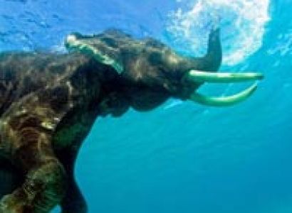 My Havelock to Neil Islands Island Sea –itinerary 6 Days 5 Night Tour